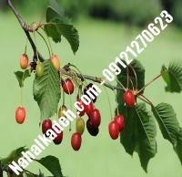 قیمت خرید نهال گیلاس در مرند | ۰۹۱۲۰۴۶۰۳۲۷