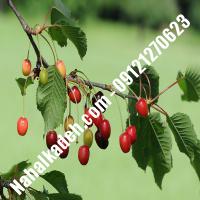 قیمت خرید نهال گیلاس در مرند | 09120460327