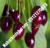 قیمت خرید نهال گیلاس در مشگین‌شهر | ۰۹۱۲۰۴۶۰۳۲۷