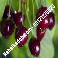 قیمت خرید نهال گیلاس در مشگین‌شهر | 09120460327