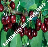 قیمت خرید نهال گیلاس در ملارد| ۰۹۱۲۰۴۶۰۳۲۷