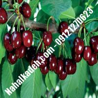 قیمت خرید نهال گیلاس در ملارد| 09120460327