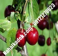 قیمت خرید نهال گیلاس در مهاباد | ۰۹۱۲۰۴۶۰۳۲۷