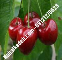 قیمت خرید نهال گیلاس در نجف‌آباد | ۰۹۱۲۰۴۶۰۳۲۷