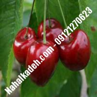 قیمت خرید نهال گیلاس در نجف‌آباد | 09120460327