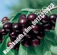 قیمت خرید نهال گیلاس در نظرآباد | ۰۹۱۲۰۴۶۰۳۲۷