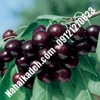 قیمت خرید نهال گیلاس در نظرآباد | 09120460327