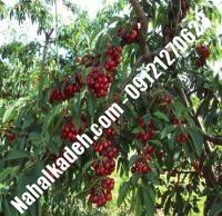 قیمت خرید نهال گیلاس در نیشابور | ۰۹۱۲۰۴۶۰۳۲۷