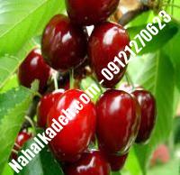 قیمت خرید نهال گیلاس در پارس‌آباد| ۰۹۱۲۰۴۶۰۳۲۷