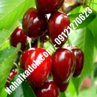 قیمت خرید نهال گیلاس در پارس‌آباد| 09120460327