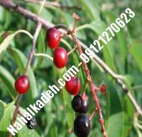 قیمت خرید نهال گیلاس در کاشان | ۰۹۱۲۰۴۶۰۳۲۷