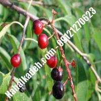 قیمت خرید نهال گیلاس در کاشان | 09120460327