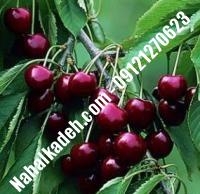 قیمت خرید نهال گیلاس در کمال‌شهر | ۰۹۱۲۰۴۶۰۳۲۷