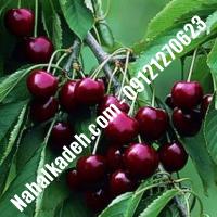 قیمت خرید نهال گیلاس در کمال‌شهر | 09120460327