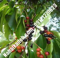 قیمت خرید نهال گیلاس در گرمسار | ۰۹۱۲۰۴۶۰۳۲۷