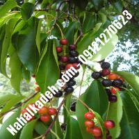 قیمت خرید نهال گیلاس در گرمسار | 09120460327