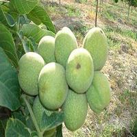 نهال گردو چندلر دامغان | 09123205271