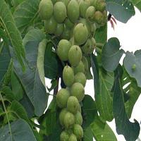 نهال گردو چندلر مرند | 09123205271