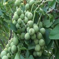 نهال گردو چندلر سبزوار | 09123205271