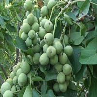 نهال گردو چندلر شهرکرد | 09123205271