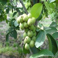 نهال گردو چندلر خمینی شهر | 09123205271