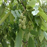 نهال گردو چندلر خراسان رضوی | 09123205271