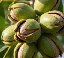 خرید نهال گردو گرمسیری | بررسی عملکرد در باغ‌های تجاری