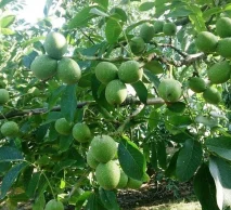 خرید نهال گردو فرنور | راهنمای انتخاب از نهالستان خاورمیانه کرج