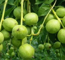 خرید نهال گردو ژنوتیپ برتر | مشخصات ژنوتیپ