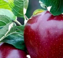 خرید نهال سیب چرومین | شناخت ارقام در نهالستان خاورمیانه کرج