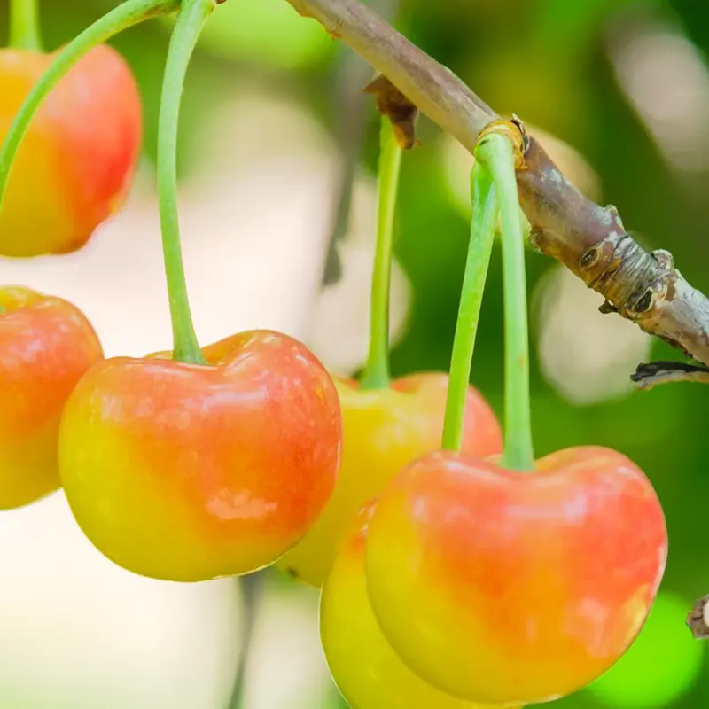 خرید نهال گیلاس رینیِر + راهنمای انتخاب نهال سالم و اصیل