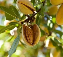 خرید نهال بادام خوشه‌ای اصلاح شده | شرایط اقلیمی و نکات کاشت