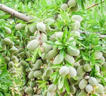 خرید نهال بادام شناسنامه‌دار اصلاح شده | معرفی رقم در نهالستان خاورمیانه کرج