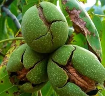 خرید نهال گردو تویسرکان | مستقیم از نهالستان خاورمیانه کرج