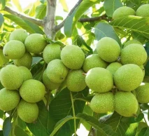 خرید نهال گردو خوشه‌ای | از نهالستان خاورمیانه کرج