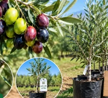 خرید نهال زیتون پیوندی اصلاح شده | از نهالستان خاورمیانه کرج