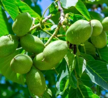 خرید نهال گردو اسرائیلی | بررسی ویژگی‌ها و زمان برداشت
