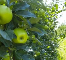 خرید نهال سیب ترش اصلاح شده | آشنایی با شرایط نهال در نهالستان خاورمیانه کرج