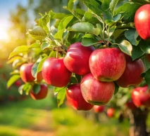 خرید نهال سیب قرمز اصلاح شده | راهنمای کاشت نهال در نهالستان خاورمیانه کرج